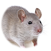 Rat